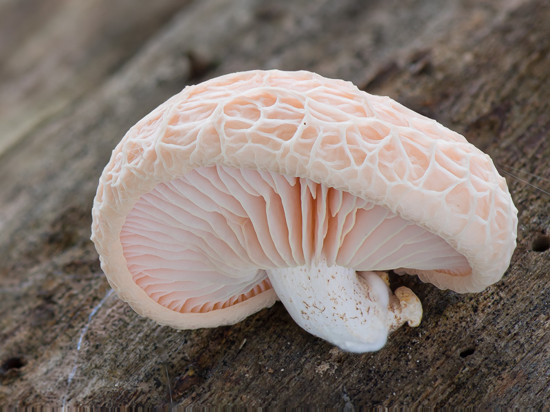 Rhodotus palmatus